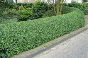 hedge-trimming1